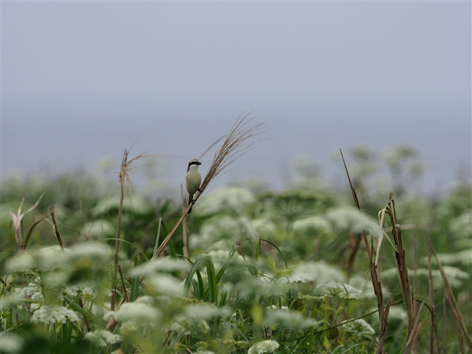 <%AJY.Brown Shrike%>