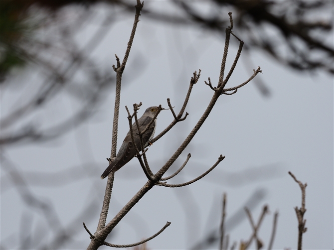 <%cch.Oriental Cuckoo%>