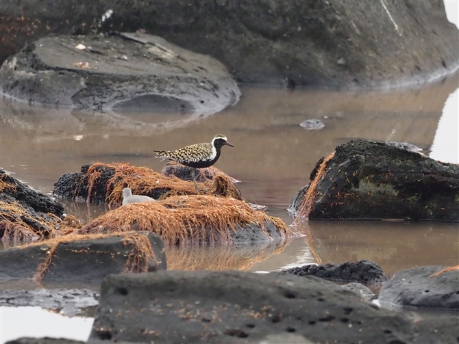 <%iO.Pacific Golden Plover%>