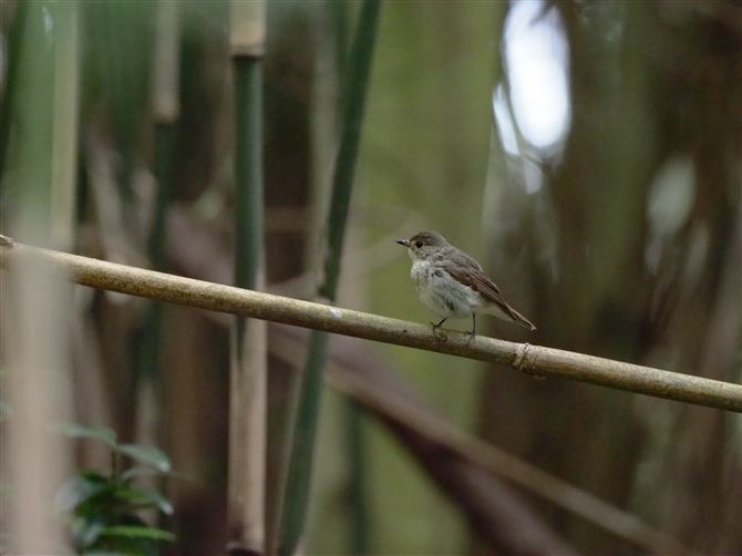 <%Lr^L.Narcissus Flycatcher%>