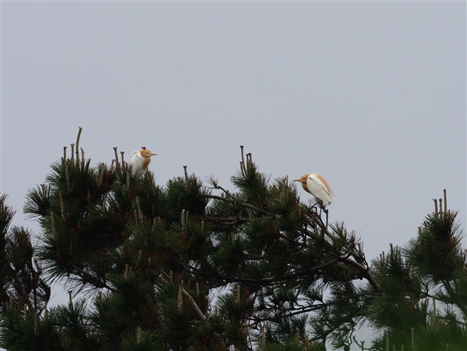 <%A}TM.Cattle Egret%>