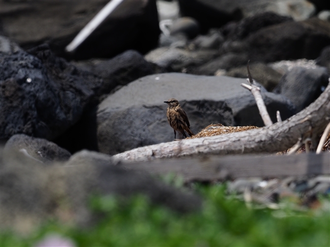 <%Cior^L.Isabelline Wheatear%>