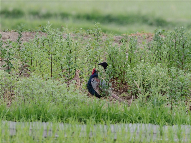 <%LW.Common Pheasant%>