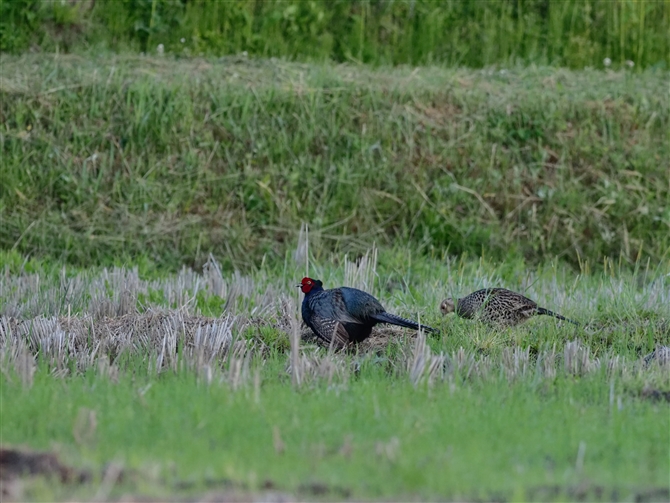 <%LW.Common Pheasant%>