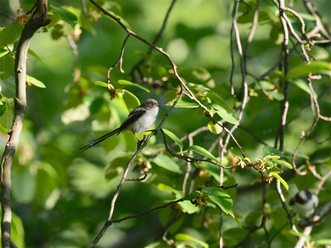 <%GiK,Long-tailed Tit%>