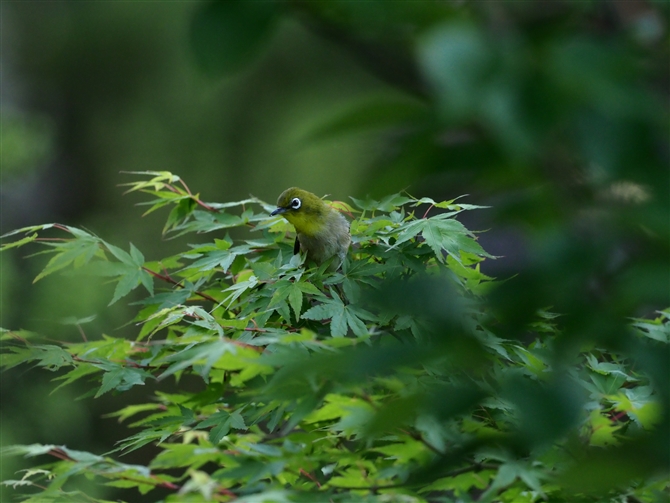 <%W,JapaneseWhite-eye%>