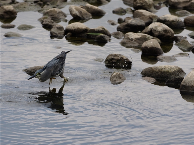 TTSC,Striated Heron