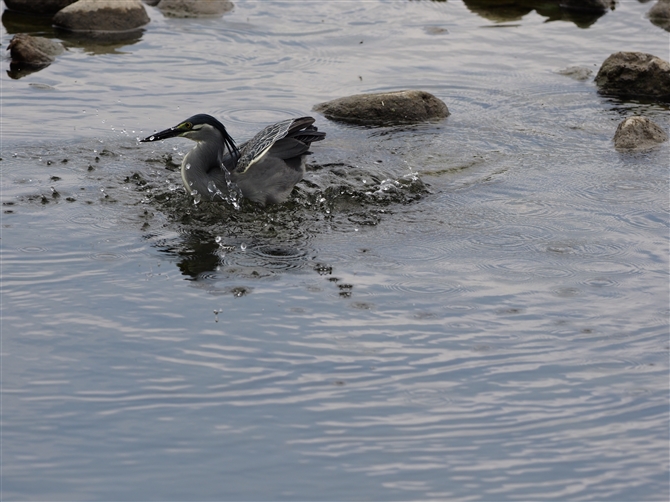 TTSC,Striated Heron