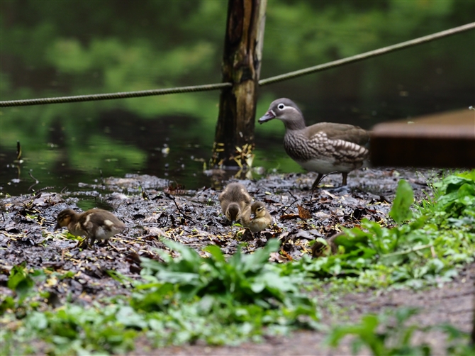 <IVh.Mandarin Duck%>