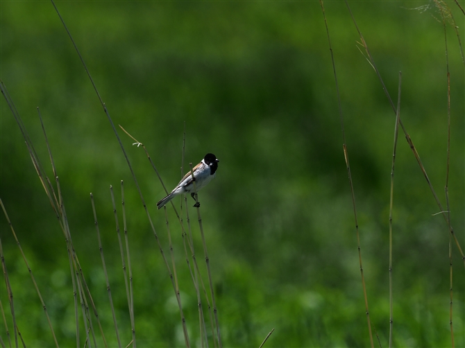 <IIW.Common Reed Bunting%>