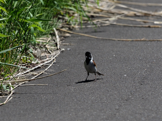 <IIW.Common Reed Bunting%>