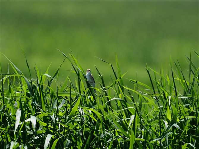 <RVL.Black-browed Reed Warbler%>