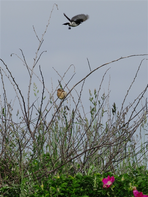 <mr^L.Common Stonechat%>