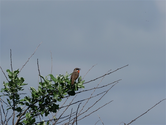 <mS}.Siberian Rubythroat%>