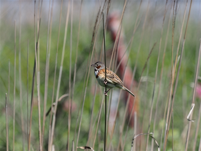 <zIAJ.Chestnut-eared Bunting%>