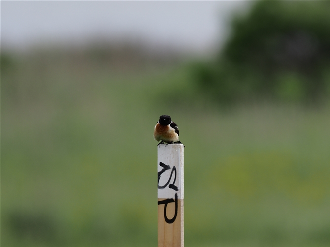 <mr^L.Common Stonechat%>