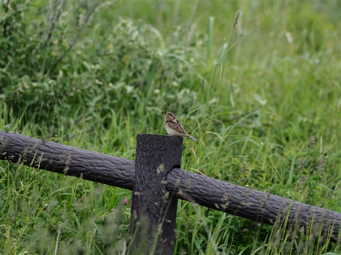 <AXC.Eurasian Wryneck%>