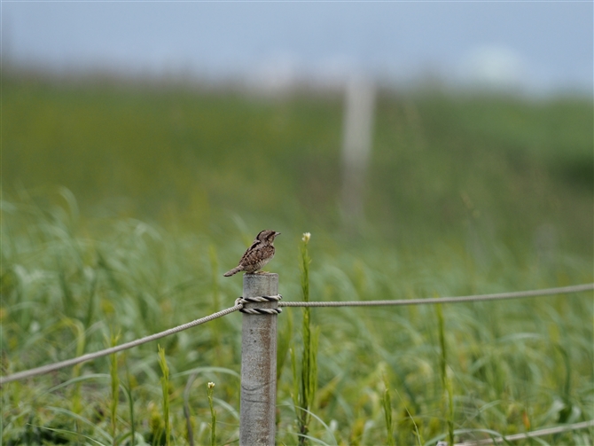 <AXC.Eurasian Wryneck%>