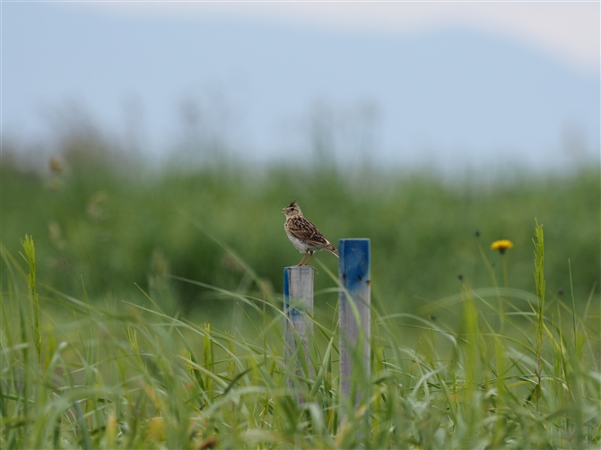 <qo.Eurasian Skylark%>