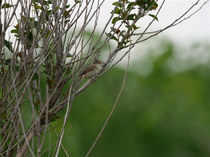 <RVL.Black-browed Reed Warbler%>