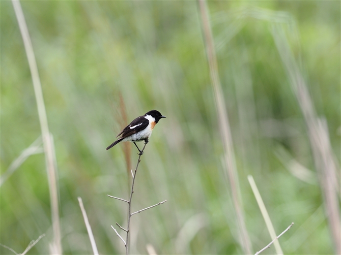 <mr^L.Common Stonechat%>