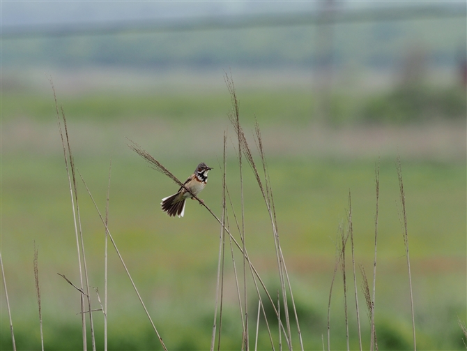 <zIAJ.Chestnut-eared Bunting%>