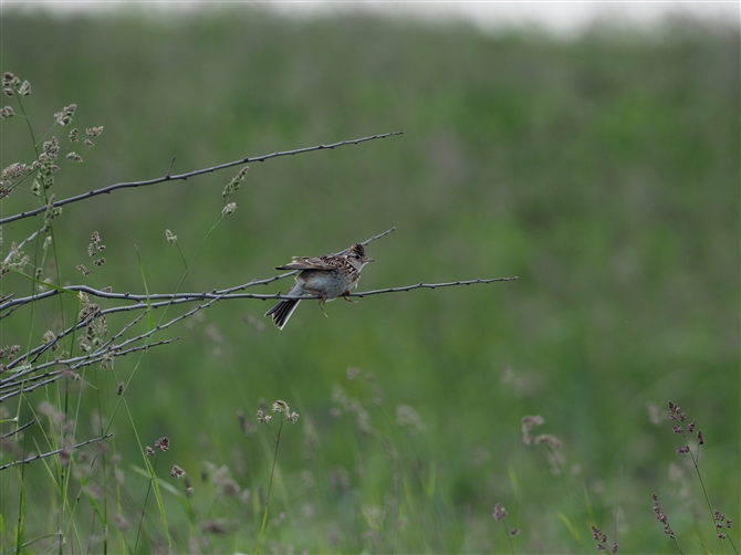 <qo.Eurasian Skylark%>