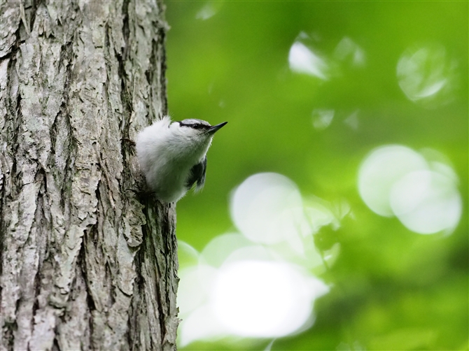 <SWEJ,Eurasian  Nuthatch%>