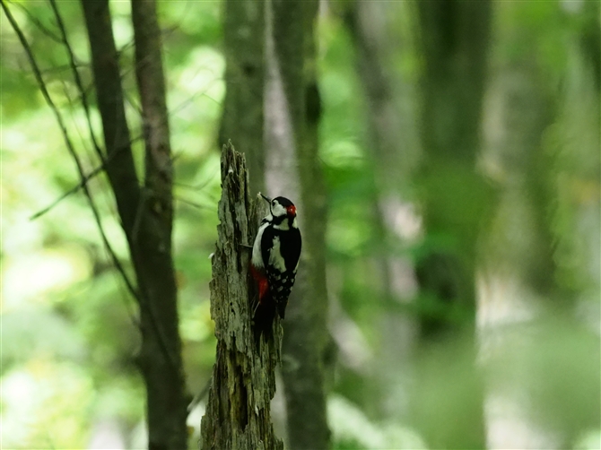 <AJQ,Great Spotted Woodpecker%>