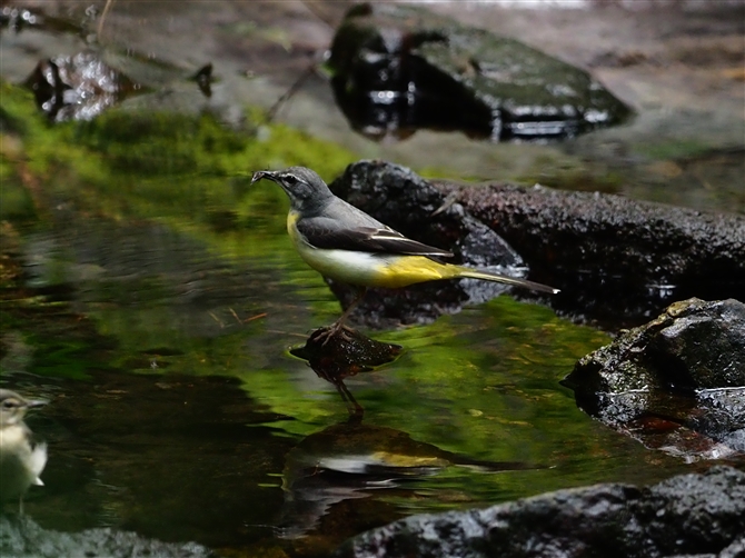 LZLC,Grey Wagtail