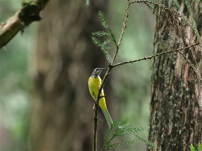 LZLC,Grey Wagtail