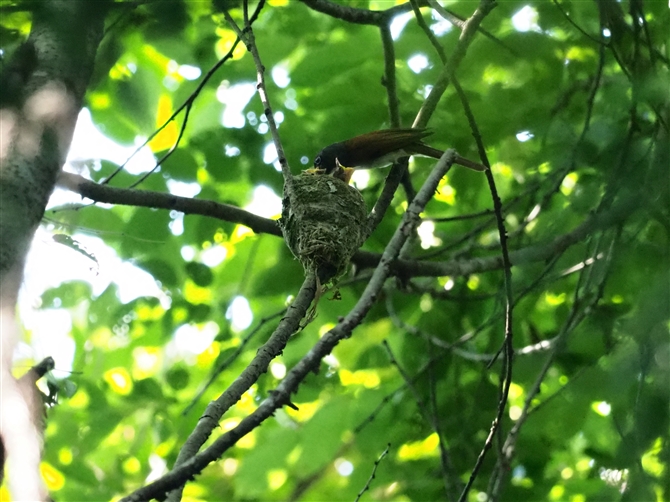 TRE`E,Japanese Paradise Flycatcher