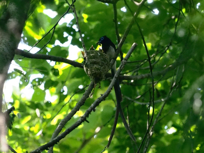 TRE`E,Japanese Paradise Flycatcher