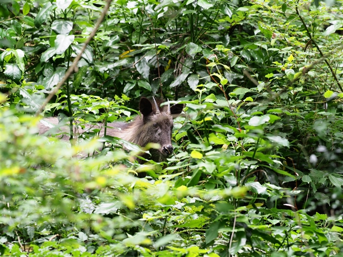 JVJ,serow