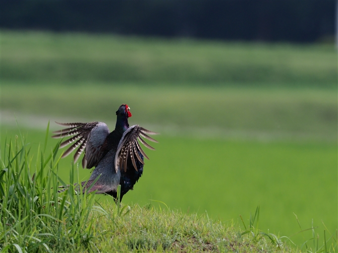 LW,Common Pheasant