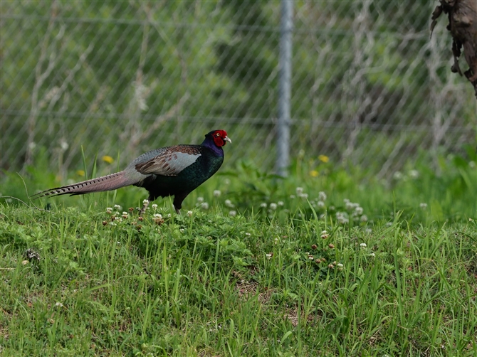 LW,Common Pheasant