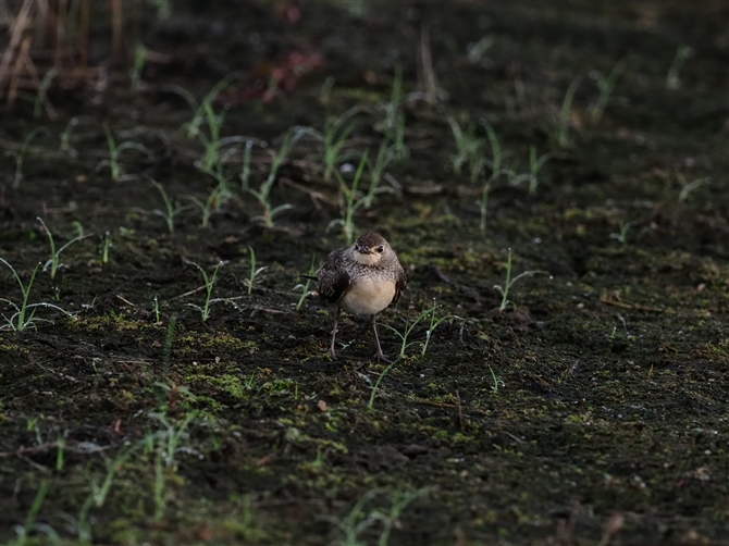 co`h,Indian Pratincole