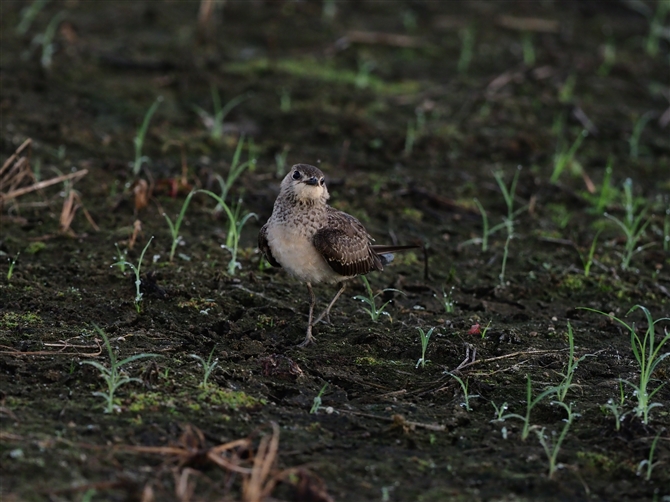 co`h,Indian Pratincole