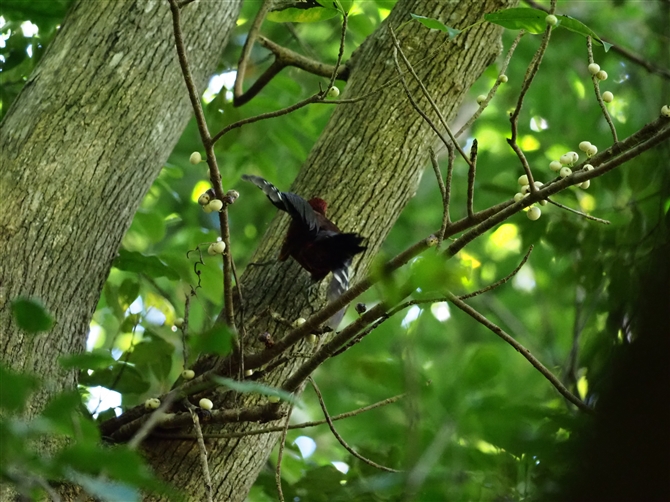 mO`Q,Okinawa Woodpecker