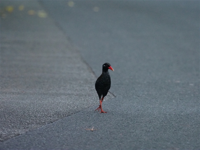 <oNCi,Okinawa Rail>