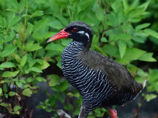 oNCi,Okinawa Rail