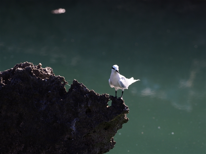 GOAWTV,Black-naped Tern