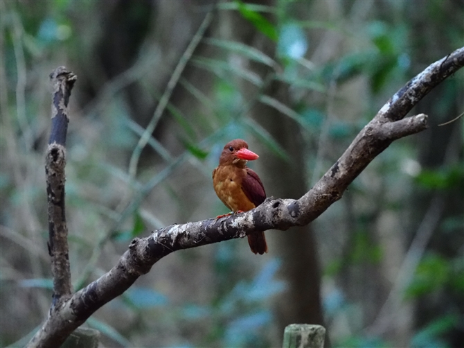 ELEAJVEr,Ruddy Kingfisher