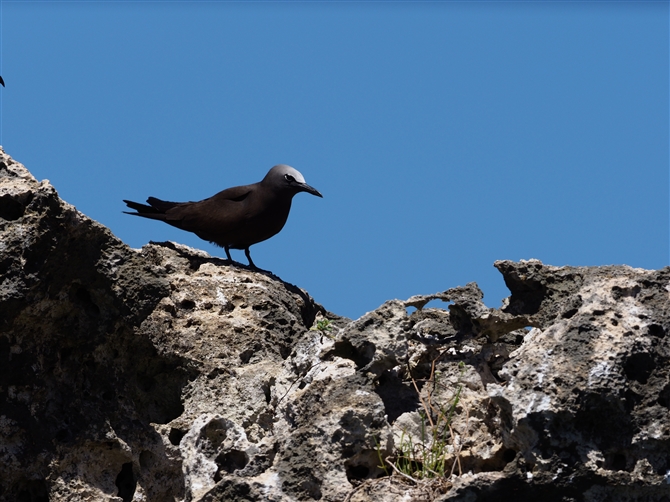 NAWTV,Brown Noddy