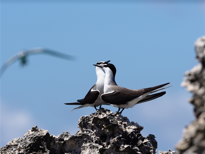 }~WAWTV,Brided Tern