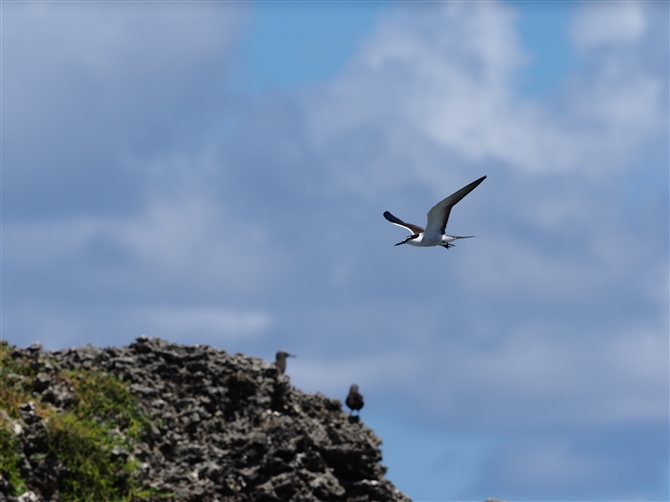 }~WAWTV,Brided Tern