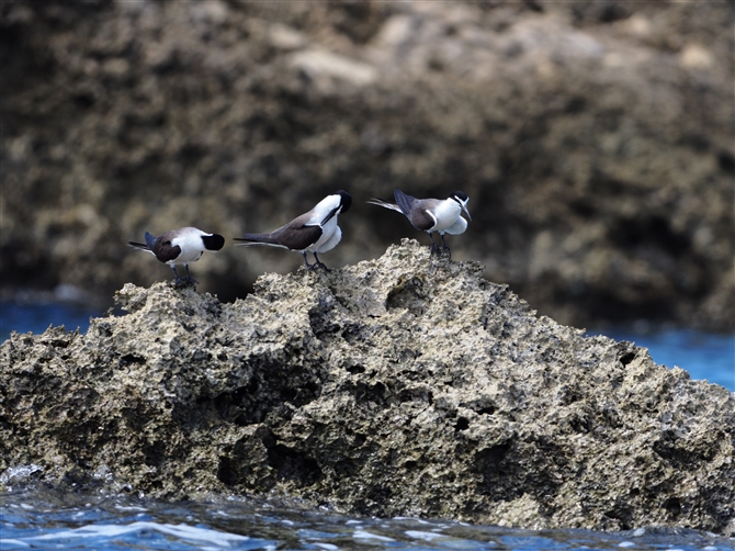 }~WAWTV,Brided Tern