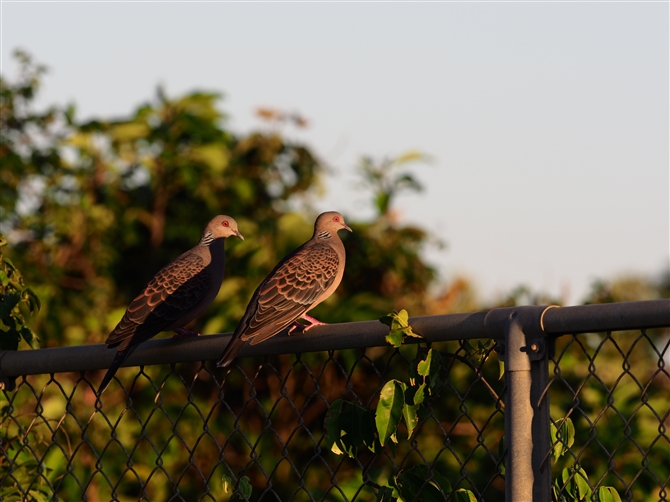 ELELWog,Oriental Turtle Dove