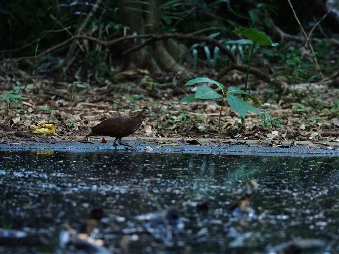 IINCi,Slaty-legged Crake