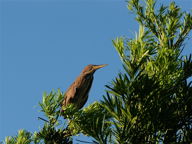 ELEVSC,Cinnamon Bittern